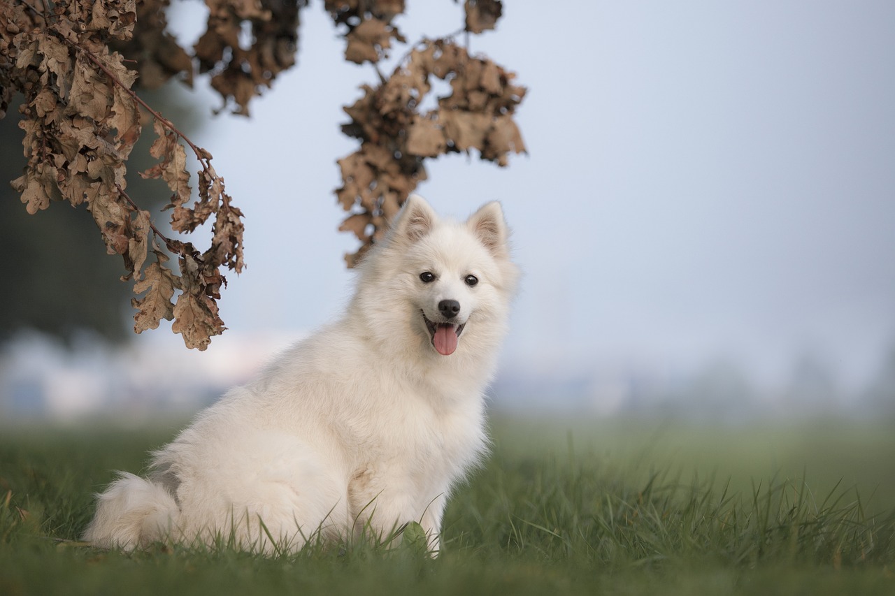 Understanding the Characteristics of the Keeshond